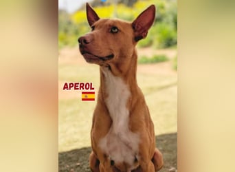Aperol,geb.06/20,lieber Podenco Rüde sucht seine Familie