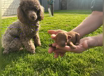 Welpen Pudel , Toypudel , Minipudel