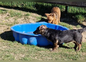 Murmel sucht Familie
