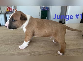 Miniature Bullterrier