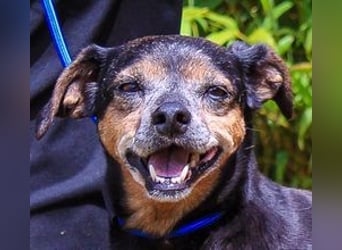 Fiona, Mix Pinscher / Chihuahua, lieb und verträglich