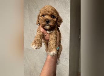 Cockapoo. F1 American Wurfankündigung Mai 2025