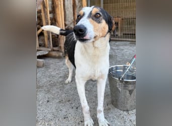 Dino ❤️ aufgeweckter, lieber Traumhund