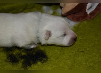 Japan Spitz Welpen verfügbar