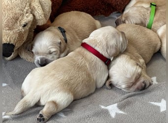 Golden Retriever Welpen mit Ahnentafel