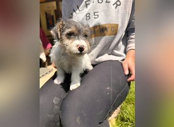 Wunderschöne Parson Jack-Russell Terrier aus liebev. Familienaufzucht su. dringend noch ein neues Zu