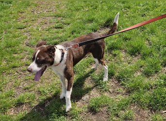 Cayo, 5 Jahre, sucht kompetentes Zuhause