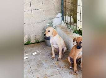 Oskar - neugieriger, lebhafter, trotzdem eher ruhiger zauberhafter Junghund sucht seine Chance!