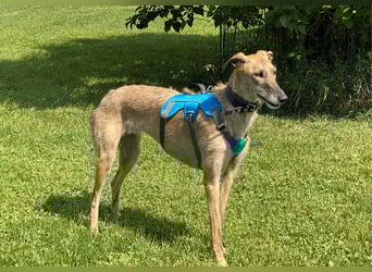 schüchterne Galga Blaze (Tierschutz)