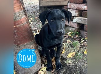 Domi ein sehr sehr lieber Kerl
