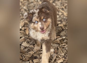 Tolle kleine Mini Australian Shepherd Welpen suchen Ihre Herzenfank