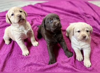 Labrador Retriever Labbi Welpen