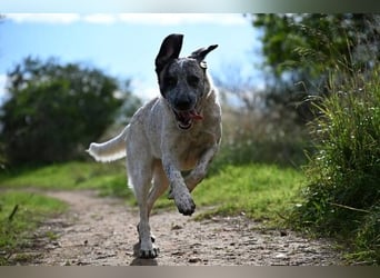 Sapphire (Spanien) - superfreundliche Mischlingshündin