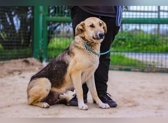 Honey,  Schäferhund-Mix, lieb und sozial