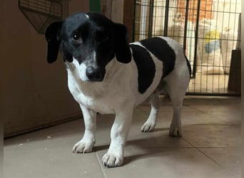 Domino, geb. 30.11.2021, 35 cm, wünscht sich ein eigenes Körbchen