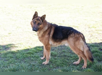Sancho: Sucht ein erfahrenes Zuhause