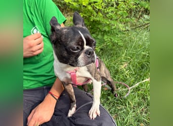 Venus - Klein, klug, kuschelig: Boston Terrier Lady auf der Suche nach Liebe ❤️