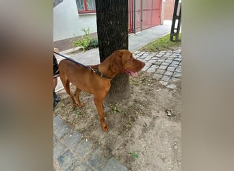 Carlos, geboren 08.01.2021, 69cm sucht aktives Zuhause