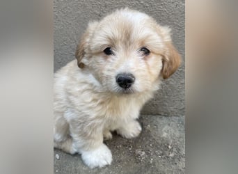 Sammy, geb. ca. 03/2025, lebt in GRIECHENLAND, auf einer privaten Pflegestelle