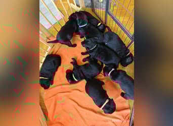 Labradorwelpen suchen bestes Zuhause