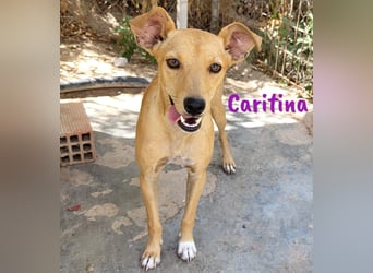 Caritina 02/2024 (ESP) - bezaubernde Podenco-Mix Junghündin!