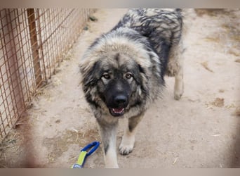 Paul: Besonderer Hund braucht ein Zuhause