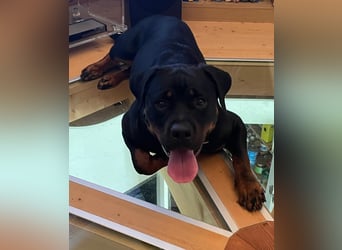 tolle Rottweilerhündin Daisy