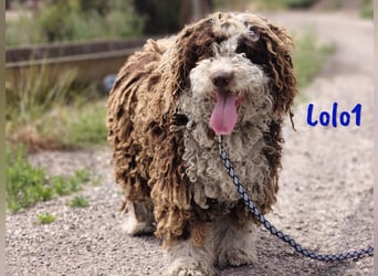 Lolo1 02/2019 (ESP) - freundliche, sozialer und sportlicher Spanischer Wasserhund!