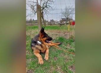 Zweite Chance für Schäfi Mike gesucht! (45257 Essen)