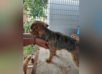Lili, sehr lieber und ruhige Yorkie Dame, geb. 09/2019