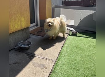 Barney2 SR – kleiner Charmeur sucht beständiges Zuhause