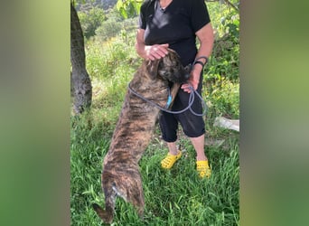 Ifi – eine Hundedame von Eleganz und Format!