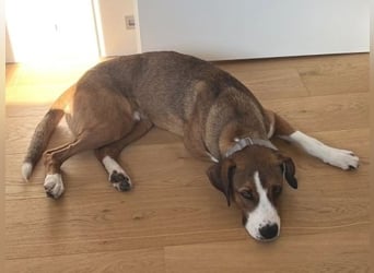 Terry - ein Herz auf 4 Pfoten sucht seine Familie