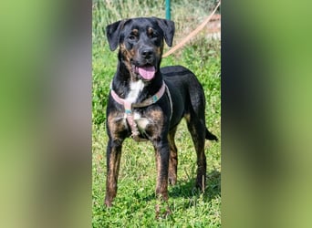 Alejandro – ein lebensfroher Hundejunge