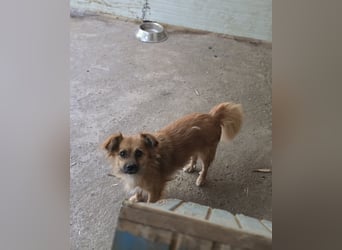 Sly, 3 ½ jähriger Bub, klein, schüchtern, sozial, interessiert