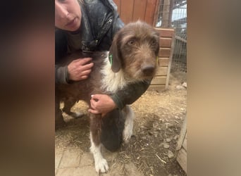 ♥GRETA♥ ganz liebe, tolle Junghündin, die im Tierheim große Angst hat 53 cm