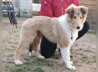 verschmuste Colliewelpen mit Papieren