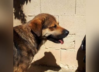 SIBILO - treuer Hundemann