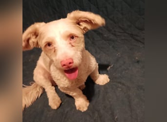 Hooney - freundliche, aktive, katzenverträgliche Malteser-Mix Hündin / Pflegestelle in Brakel