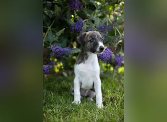 Whippet Welpen
