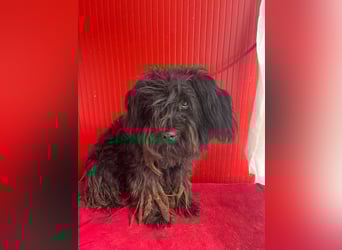 Lola, Puli-Mix, Hündin, geb.am 28.02.2022, 45 cm, 15 kg