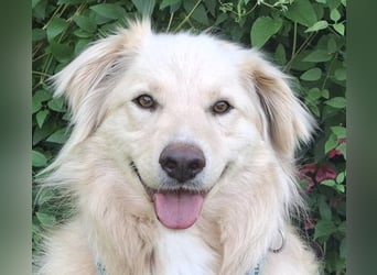 Taxo ist ein ruhiger, verschmuster Hund