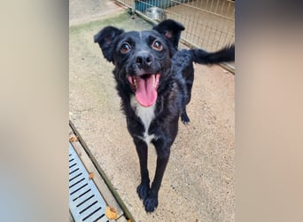 Verspielter ELVIS- sucht Zuhause für immer