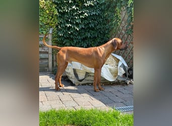 Rhodesian Ridgeback Welpe, Hündin- Livernose