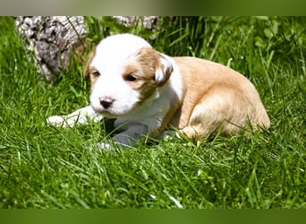 traumhaft hübscher Tibet Terrier Welpen aus erfahrender Zucht  sind geboren dürfen im Juni ausziehen