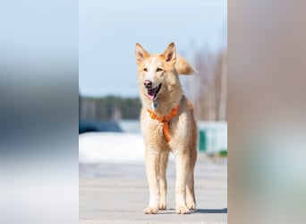 Fröhlicher Jem sucht liebevolles Zuhause