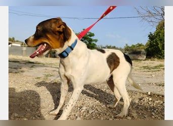 Dante (TO) Ein wundervoller kleiner Hund zum knutschen
