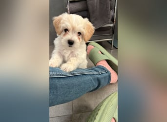 Maltipoo - Welpen - Rüden und Hündin