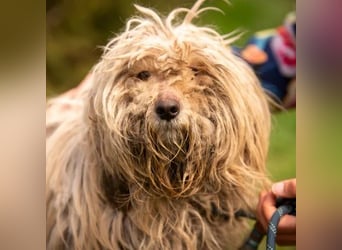 Happydog