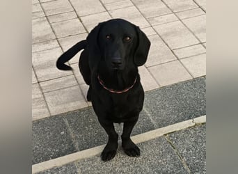 Kerlchen-Blacky ein absoluter Schatz